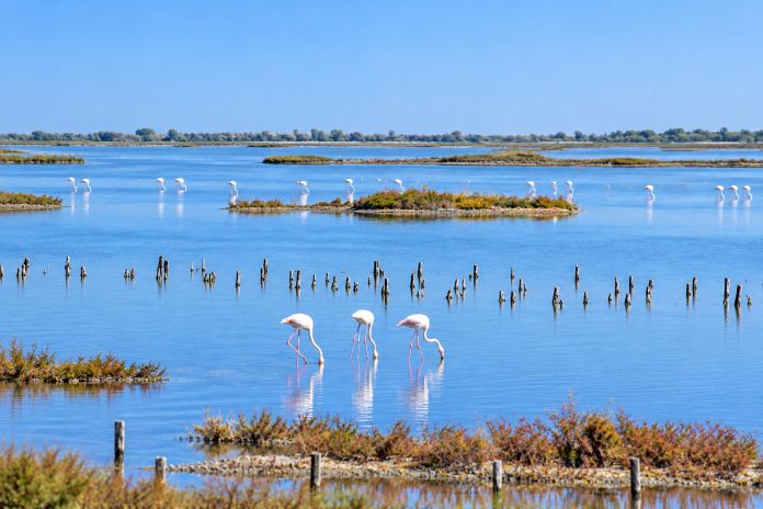 Lefkimmi Salt Pans protected wetland in South Corfu