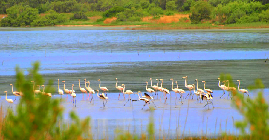 flamingo lake korision corfu