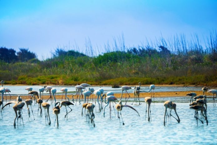 Flamingos in Lake Korission Corfu-700
