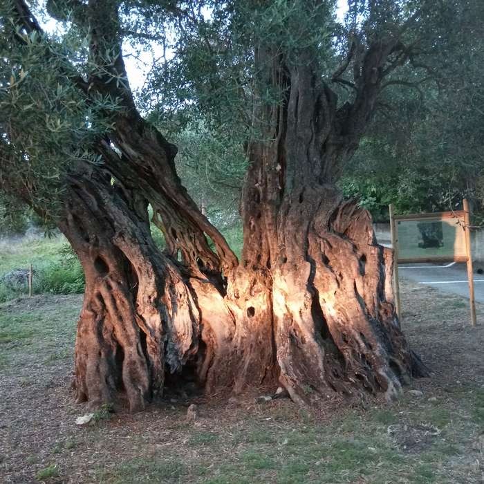 evdokia oldest tree corfu, strogili village