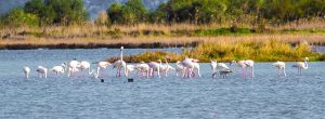 flamingo corfu