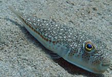 Dangerous Pufferfish Sightings in Greece Dangerous Pufferfish Greece ( Lagokefalos )