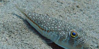 Dangerous Pufferfish Greece ( Lagokefalos )