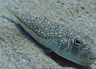 Dangerous Pufferfish Greece ( Lagokefalos )
