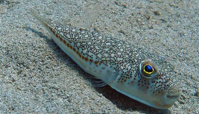 Dangerous Pufferfish Sightings in Greece Dangerous Pufferfish Greece ( Lagokefalos )