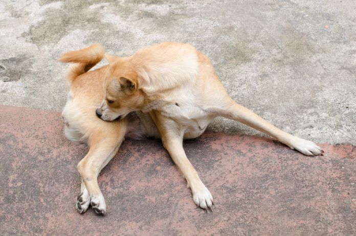 Mosquito bite on a dog