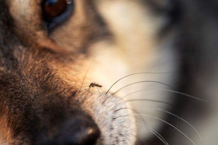 Mosquito biting a dog