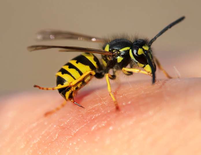 Wasp sting on human skin