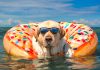 Greece’s New Rules For Pets new pet rules greece