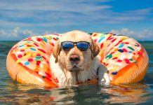 Greece’s New Rules For Pets new pet rules greece