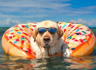 Greece’s New Rules For Pets new pet rules greece