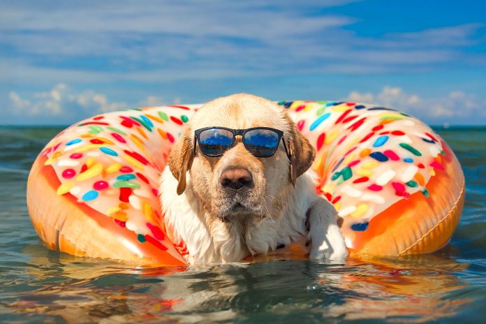 Greece’s New Rules For Pets new pet rules greece