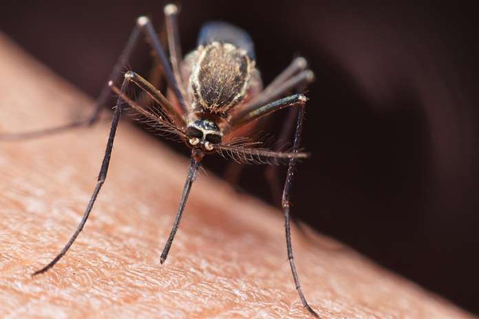 Mosquitoes in Corfu