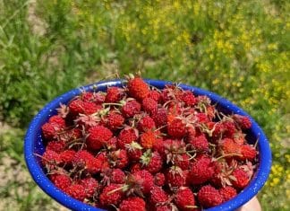 Corfiot Wild Strawberries