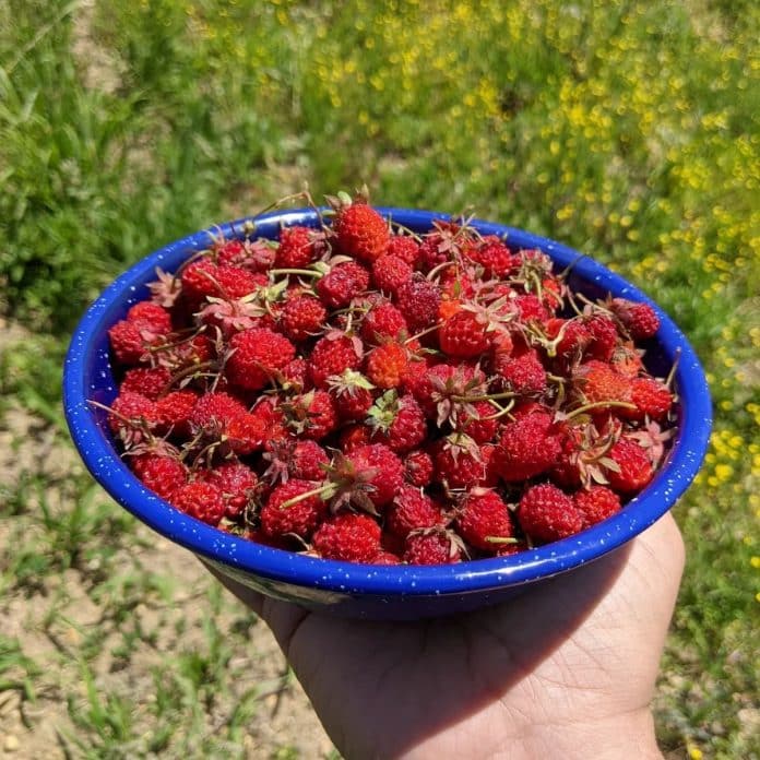Corfiot Wild Strawberries