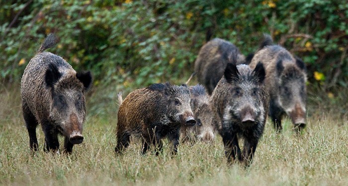 wild boars on Corfu